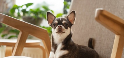 BlogImages/Chihuahua-Dog-on-Chair.jpg